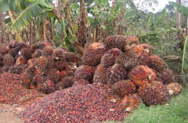 Ghana Exports $101.4m Palm Oil Products