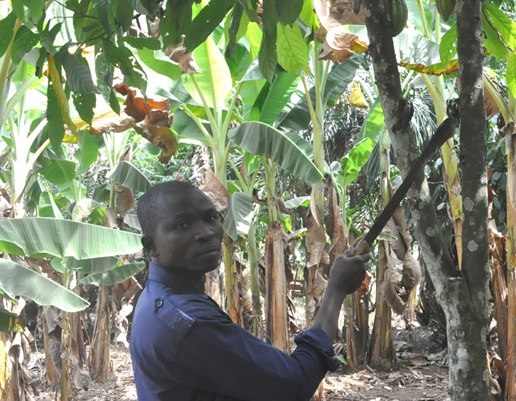 Cocoa Farmers Identify Threat To Hand Pollination…Call On Gov’t To Intervene