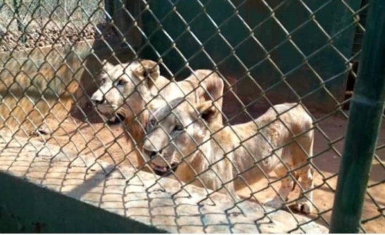 ?Starving Lions At Achimota Zoo?