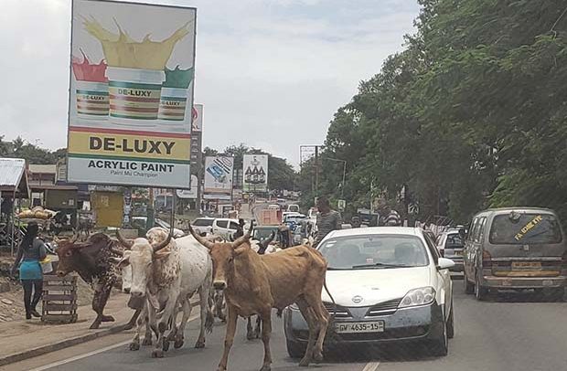Stray Cattle Causing Nuisance In Kumasi