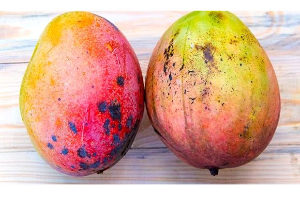 Ghana’s Mango Industry Under Attack