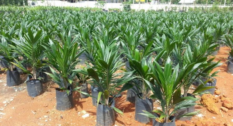 Ahanta West To Plant 90,000 Palm Seedlings