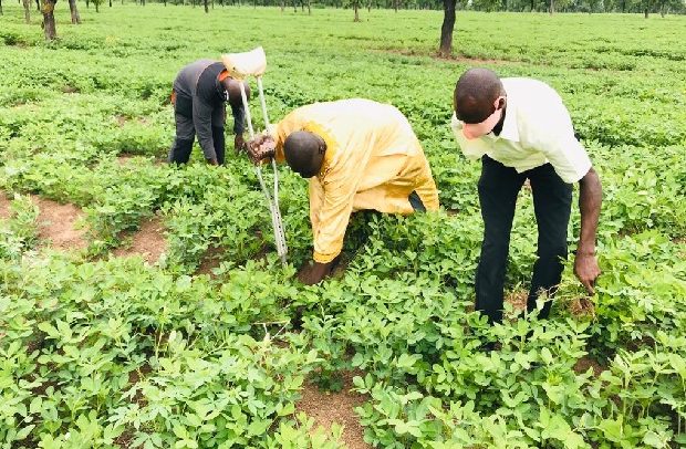 Peasant Farmers Fret Over Fertiliser Shortage