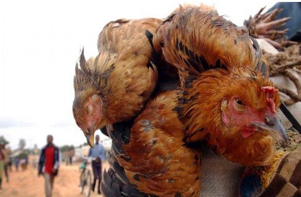 GH¢44m Approved To Fight Bird Flu