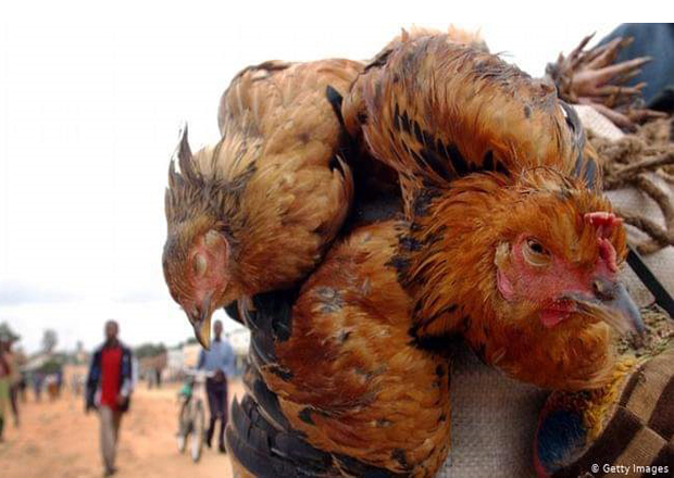 GH¢44m Approved To Fight Bird Flu
