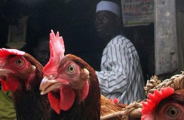 Ghana Bans Chicken Imports From Nigeria, Togo