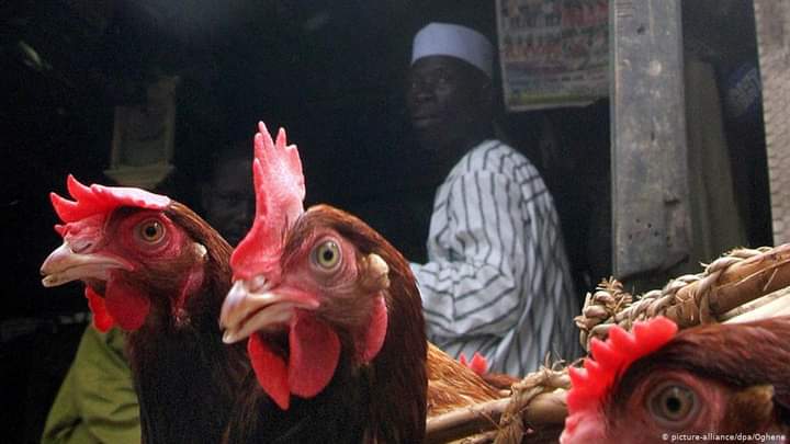 Ghana bans imports of chicken from Nigeria, Togo over bird flu