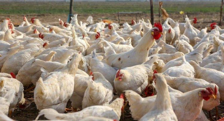 Bird Flu Kills 6,046 Poultry Birds In Tema West