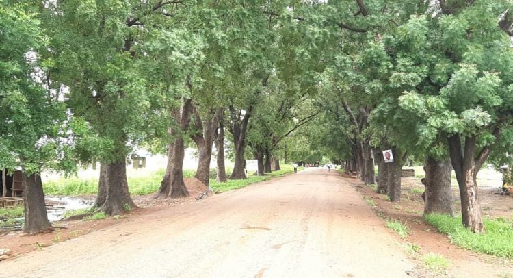 Roads Minister To Fell Historic Mahogany Trees To Check Flooding In Sandema