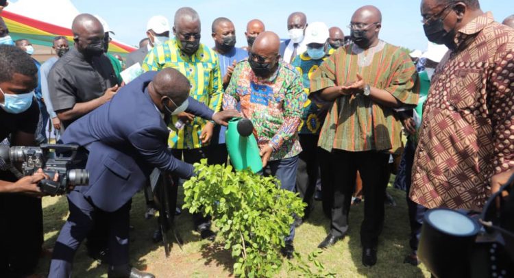 Climate Change Adaptation: Ghanaians Plant Over 5m Seedlings to Rescue Depleted Forest Cover