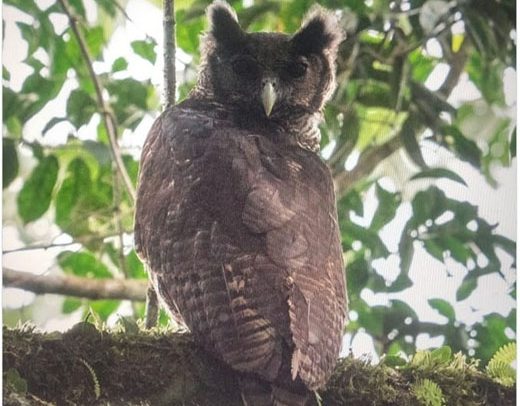 Elusive Eagle- Owl Rediscovered In Atiwa Forest