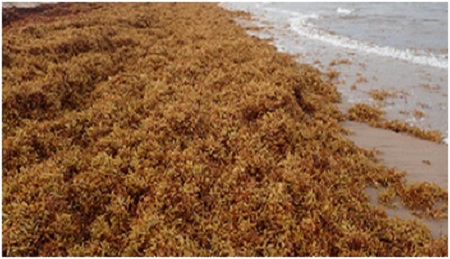 Nzema Group Raises Seaweed Alarm