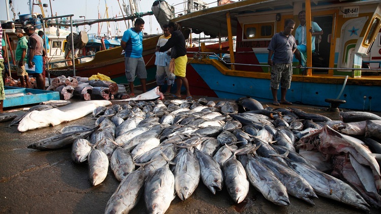 Scientists Urge WTO To End Harmful Fisheries Subsidies - DailyGuide Network