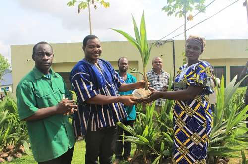 Free Coconut Seedlings For Obuasi Farmers