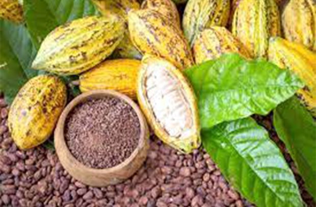 Govt Increases Cocoa Price By 58.26%, Bag up From GH¢1,308 To GH¢2,070