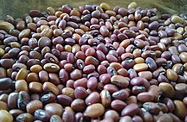 Will The Genetically Modified PBR Cowpea Be A Game Changer?