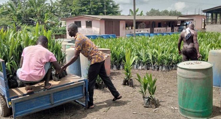 Suhum MP Distributes 50,000 Palm Seedlings To Farmers