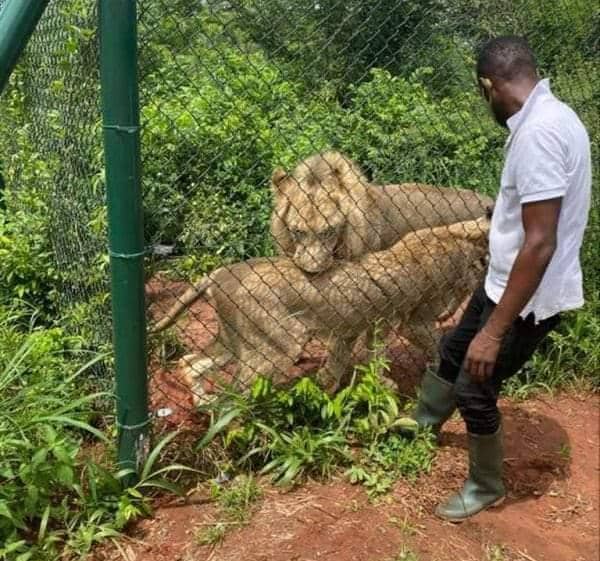 Police Probe Lion’s Victim