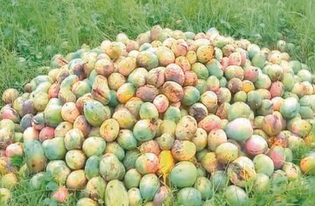 Low Patronage Hits Oti, Volta Mango Farmers