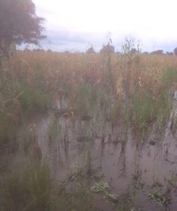 Farmers Cry As Farmlands Get Submerged
