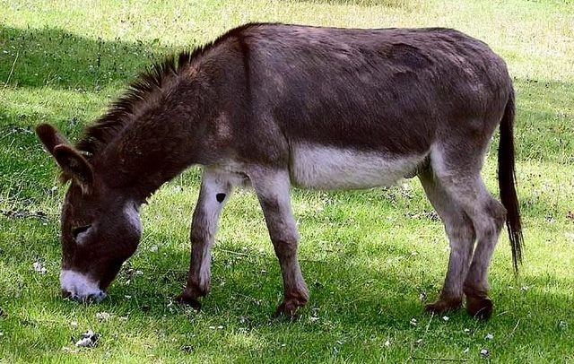 Nigeria Seizes 7,000 Donkey Penises for Export