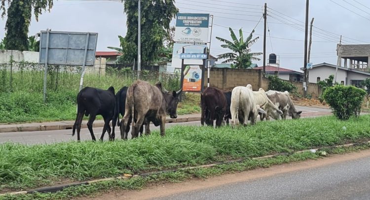 Stray Cattle Cause Nuisance In K’si