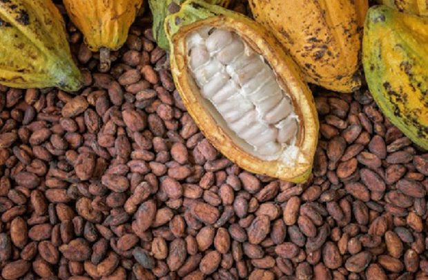 Cocoa Price Now GH¢800/Bag