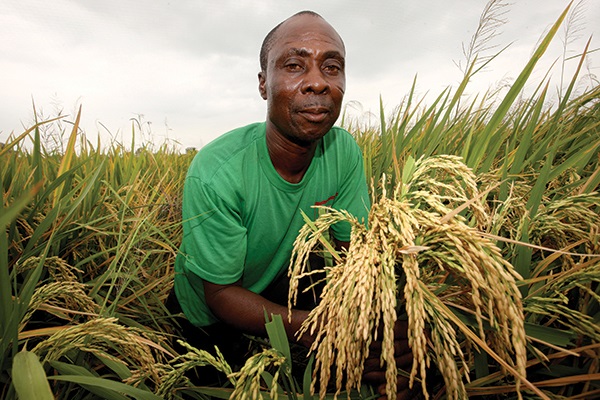 Increase In Rice Production In Ghana – The Role Of Standards