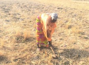 Madam Saana Mashud preparing her land for the farming season