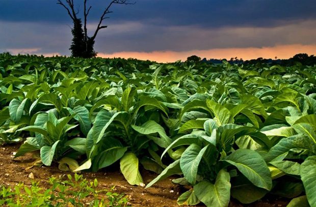 ‘Support Tobacco Farmers To Switch To Alternative Crops’