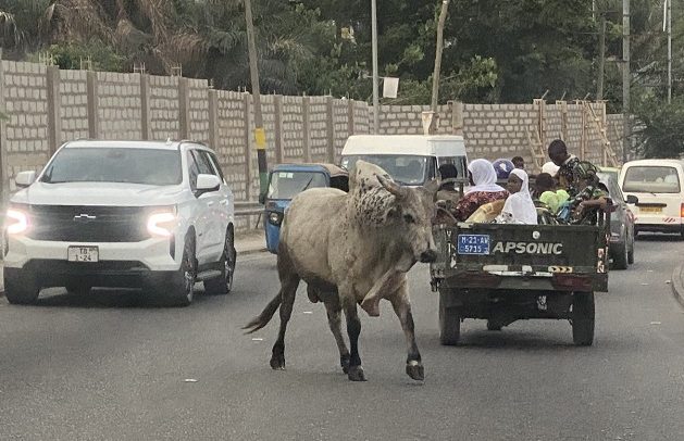 Stray Cow Causes Panic In Kumasi