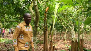 COCOBOD To Roll Out Data Mgt System